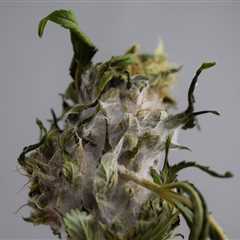 The Dangers Of Moldy Weed